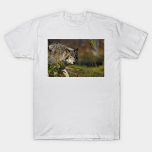 Timber Wolf T-Shirt